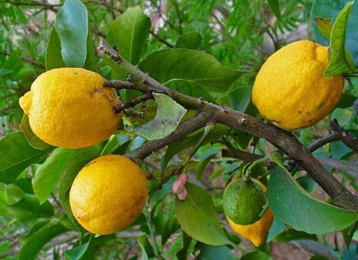 تصویر 4 از قیمت خرید بالنگ + فروش ویژه